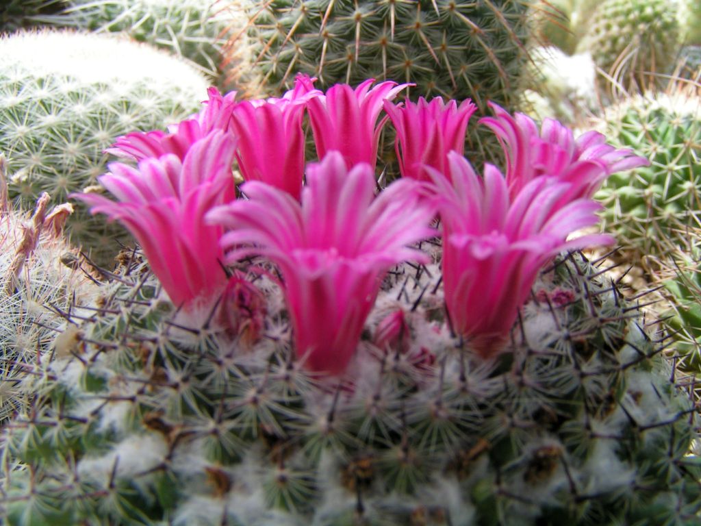 Mammillaria vonwyssiana